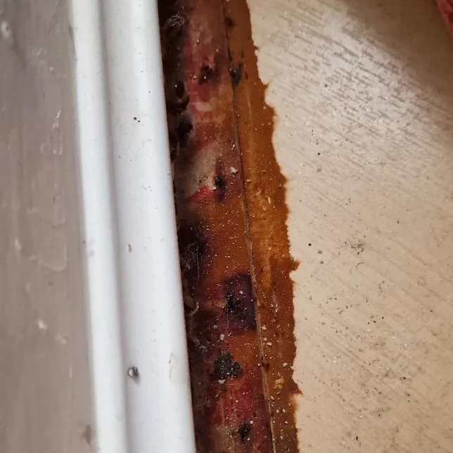 Dark, split and crumbling timber exposed behind the beading of a painted window frame