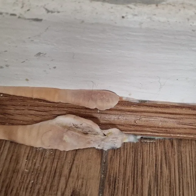 Pale fungal fruiting bodies pushing out from behind a skirting board onto the floorboards
