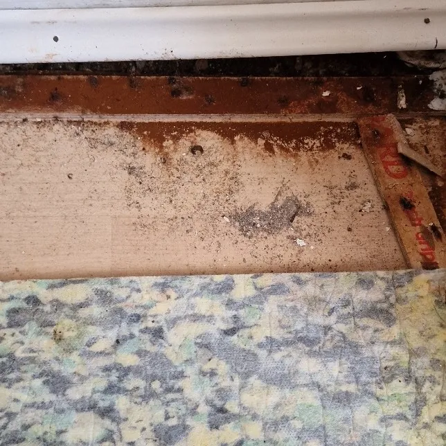 A floorboard lifted at the skirting to show the decayed board edge and joist beneath