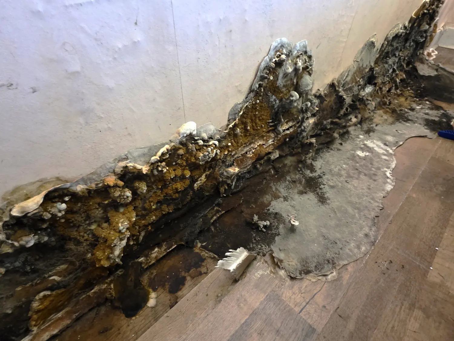 A fungal outbreak running the full length of a skirting board, with the plaster above it blown and the timber behind it destroyed