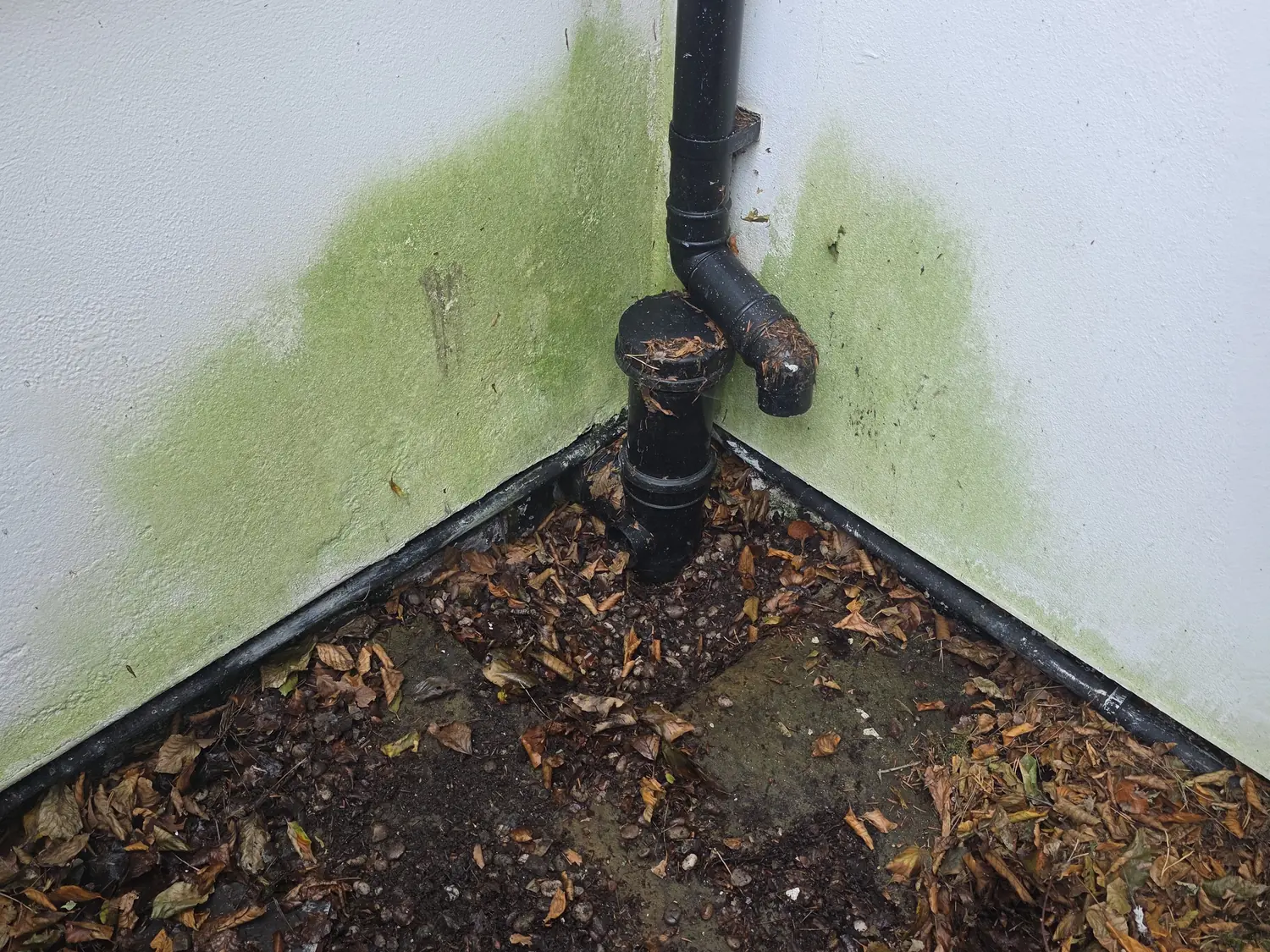 A downpipe discharging into an outside corner choked with fallen leaves and soil, with green algae climbing the render above it