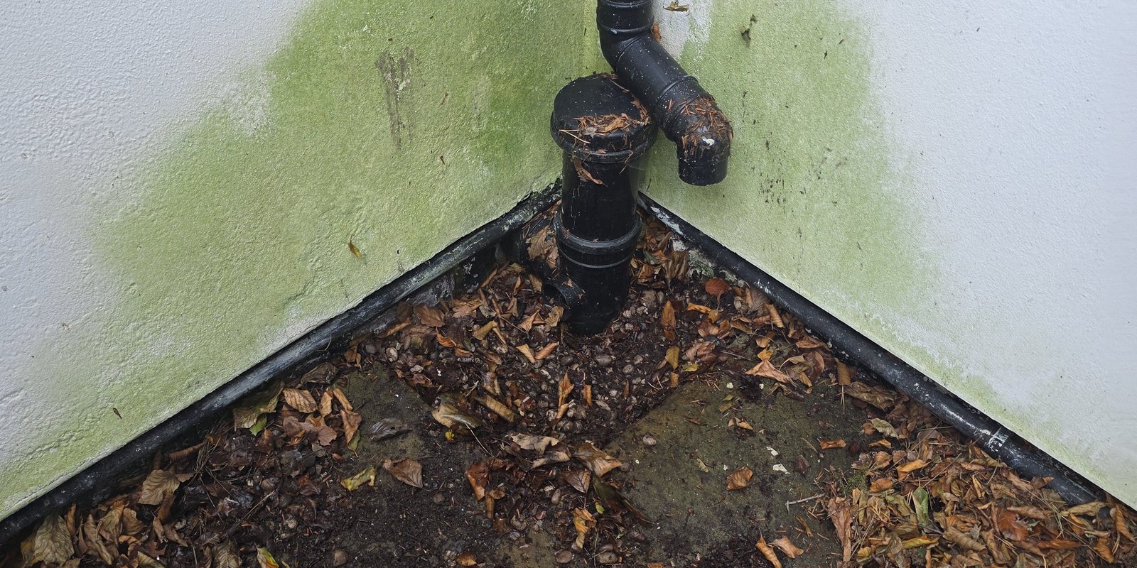 A downpipe discharging into an outside corner choked with fallen leaves and soil, with green algae climbing the render above it.