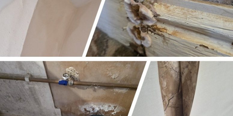 Four close-ups used to tell damp problems apart: fungal growth on timber, salt staining around a pipe, and a cracked wall surface.